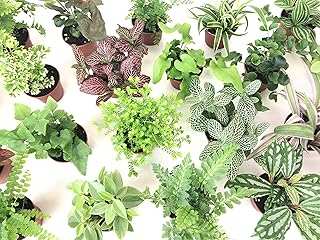 Mini Terrarium Plants (6 Plants) (2"