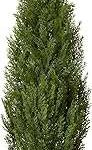 National Tree Company 36 Inch Artificial