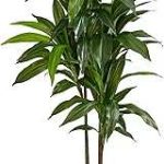 Nearly Natural 48in Artificial Dracaena Real