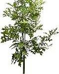 Northern Red Oak Tree
