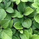 Pachysandra Terminalis Japanese Spurge Groundcover
