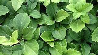 Pachysandra Terminalis Japanese Spurge Groundcover
