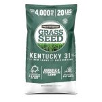 Pennington Kentucky 31 Tall Fescue Grass