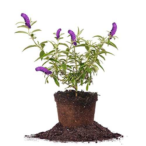 Perfect Plants Black Knight Butterfly Shrub