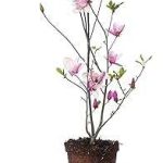 Perfect Plants Jane Magnolia Live Plant