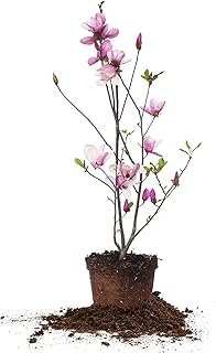 Perfect Plants Jane Magnolia Live Plant