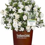 Perfect Plants Jubilation Gardenia Southern Living