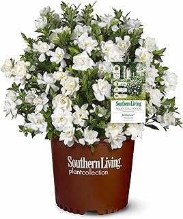 Perfect Plants Jubilation Gardenia Southern Living