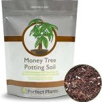 Perfect Plants Money Tree Potting Soil