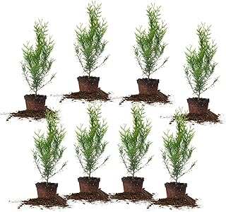 Perfect Plants Thuja Green Giant 2ft