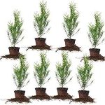 Perfect Plants Thuja Green Giant 2ft