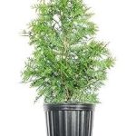 Perfect Plants Thuja Green Giant 3