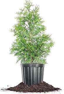 Perfect Plants Thuja Green Giant 3