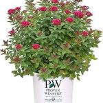Proven Winners 2 Gal Double Play