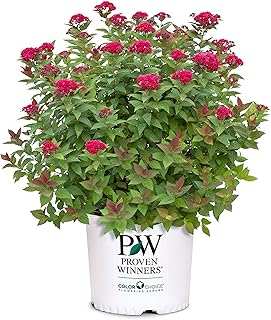 Proven Winners 2 Gal Double Play