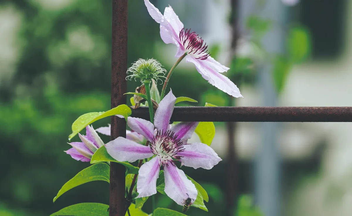 Pruning Group 2 vs Group 3 clematis