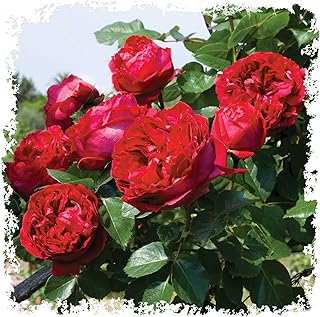 Red Eden Climbing 1.5 Gal Rose