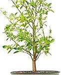 Rolling Metal Citrus Tree Planter Pot