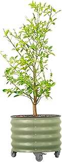 Rolling Metal Citrus Tree Planter Pot