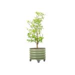 Rolling Metal Citrus Tree Planter Pot