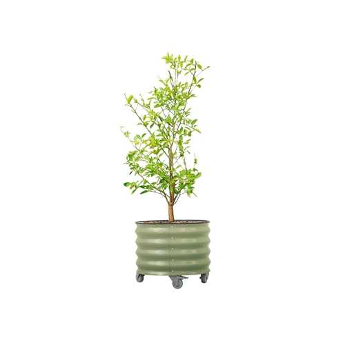 Rolling Metal Citrus Tree Planter Pot