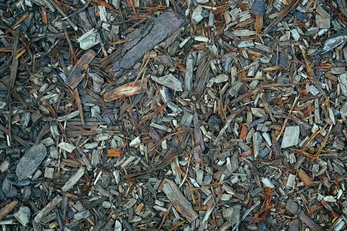 Root cooling mulch technique
