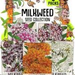 Seed Needs Milkweed Seeds Planting Butterfly