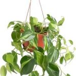 Shop Succulents Heartleaf Philodenron Brasil Hanging
