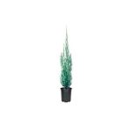 Skyrocket Juniper 10 Live 4 Inch