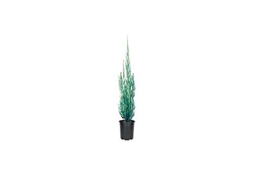Skyrocket Juniper 10 Live 4 Inch