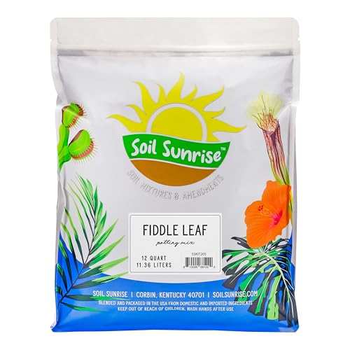 Soil Sunrise Premium Fiddle Leaf Fig