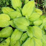 Stained Glass Hosta Perennial Shade Garden