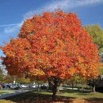 Sugar Maple Shade Tree