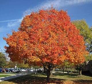 Sugar Maple Shade Tree