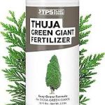 Thuja Green Giant Fertilizer
