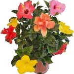 Tropical Plants Florida Live Hibiscus Bush