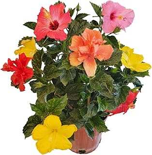 Tropical Plants Florida Live Hibiscus Bush