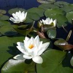 Virginalis Live Perennial Water Lily Perfect
