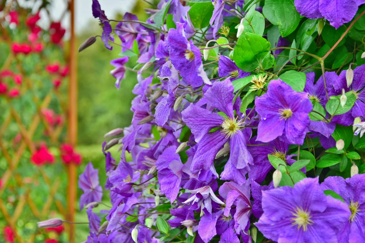 What is the hardiest clematis?
