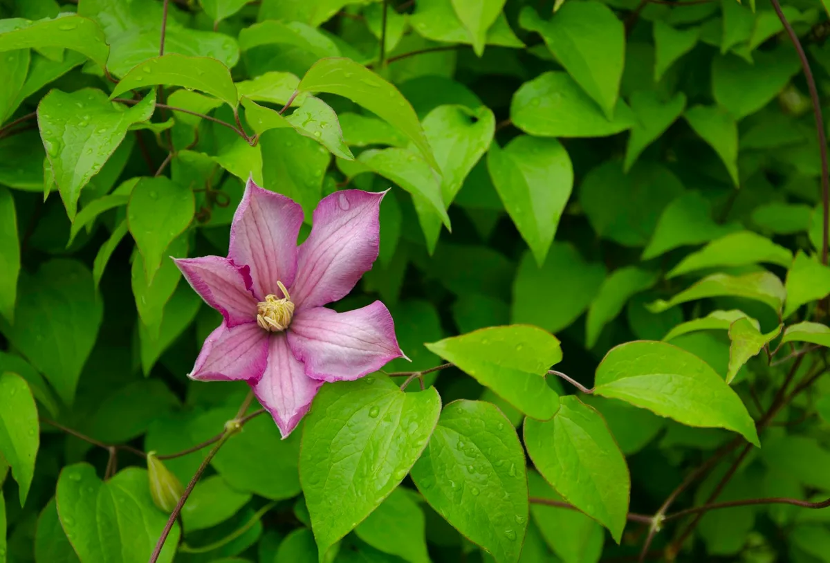 Which are the longest flowering clematis?