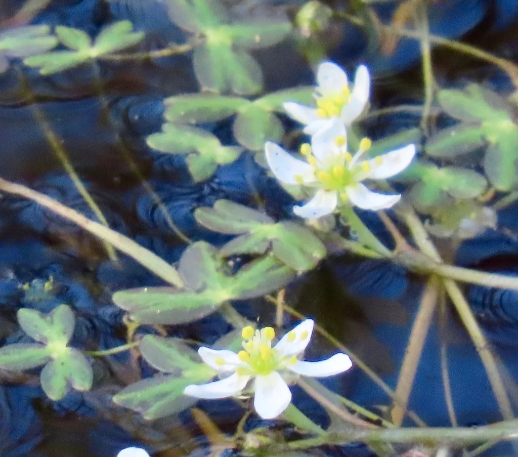 Which variety of clematis is best?