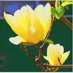 Yellow Jane Magnolia Live Plant