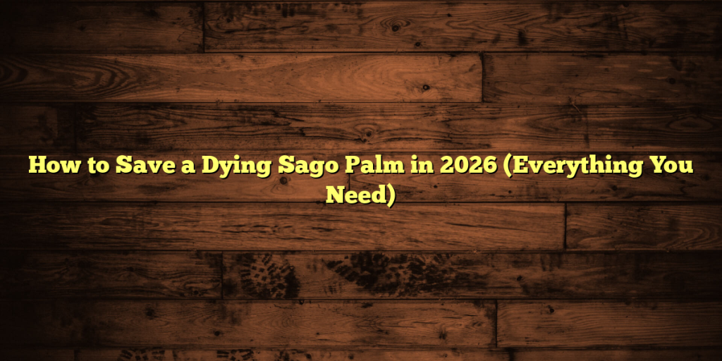 How to Save a Dying Sago Palm in 2026 (Everything You Need)