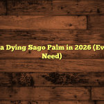 How to Save a Dying Sago Palm in 2026 (Everything You Need)