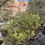 acid-loving blueberry plant in garden soil