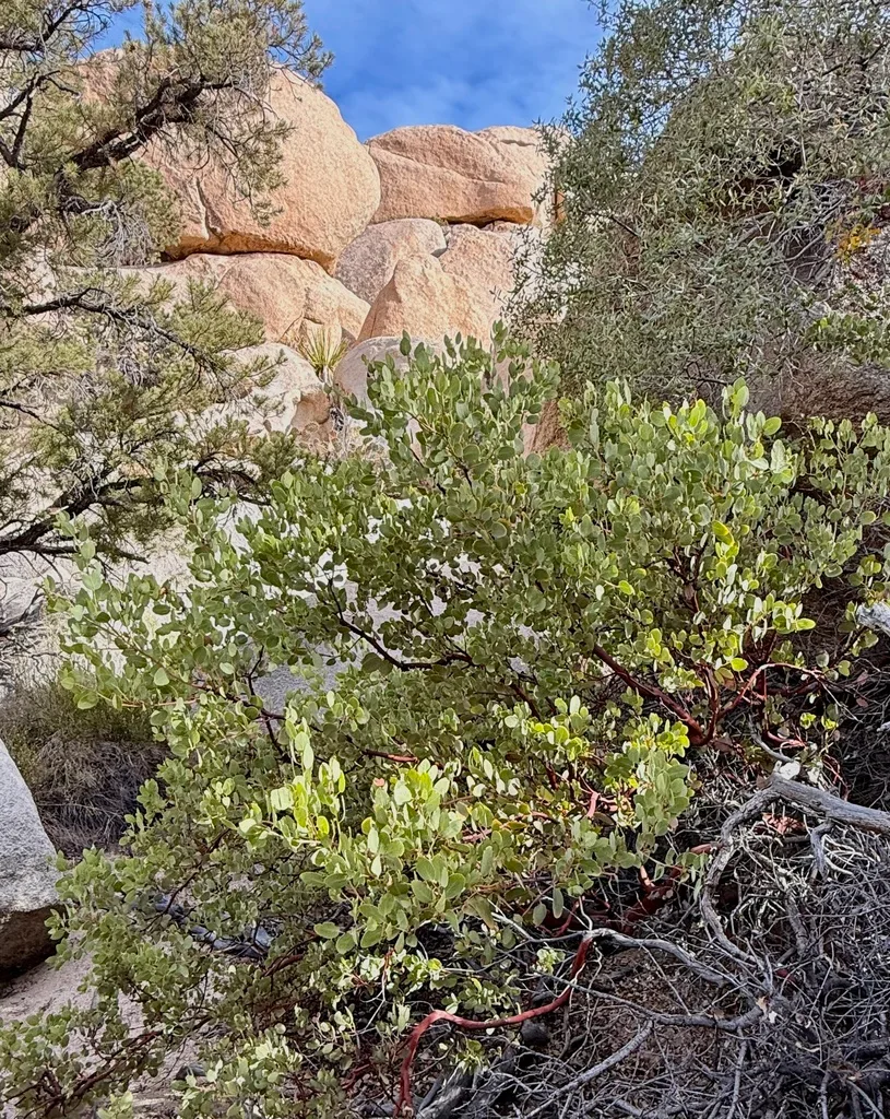 acid-loving blueberry plant in garden soil