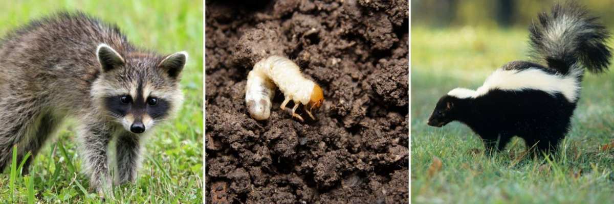 animal digging lawn grubs damage