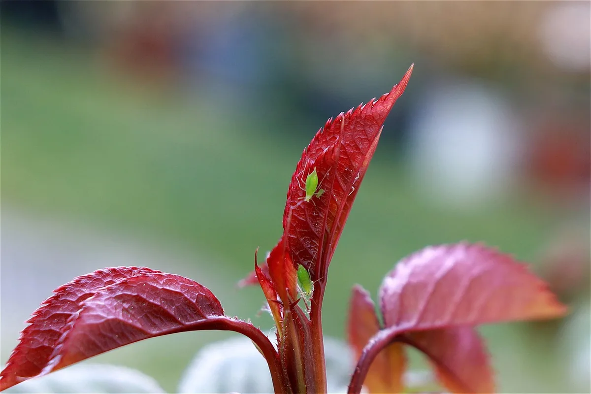 aphids on tomatillo leaf underside