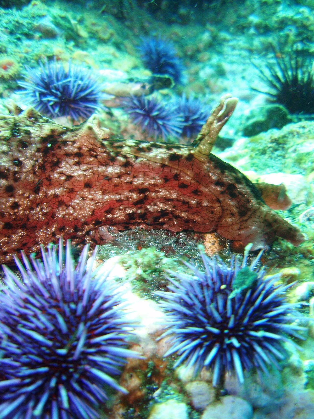 Aplysia californica sea slug