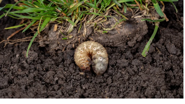 are grub worms june bugs